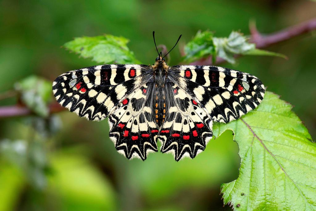Un estudio encontró un volumen sorprendente de flujo genético entre especies de mariposas, incluidas algunas con una relación distante. (ARCHIVO)