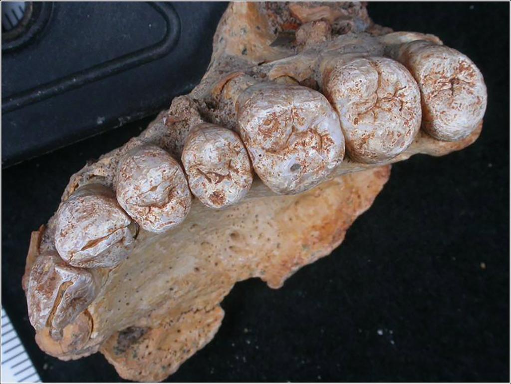 El hallazgo de dientes humanos de época prehistórica en una cueva de Israel ha revelado nuevas evidencias en la región de un grupo desarrollado y 'asociado a los humanos modernos'. (ARCHIVO)
