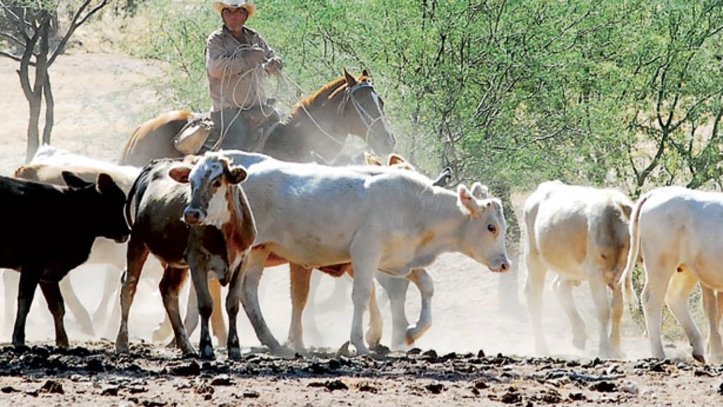Para evitar la muerte de vacas empezando el año, los ganaderos están vendiendo los becerros antes de tiempo. (EL SIGLO DE TORREÓN)