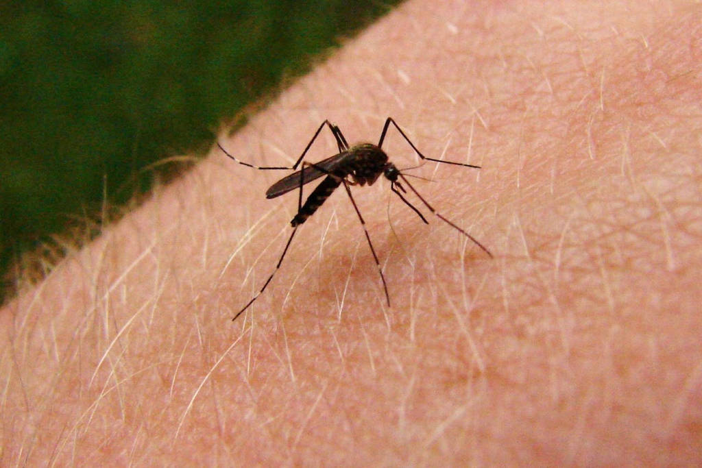 El mosquito Aedes Aegypti es el transmisor de enfermedades como el dengue, zika y chinkungunya, las cuales pueden ser peligrosas. (ARCHIVO)