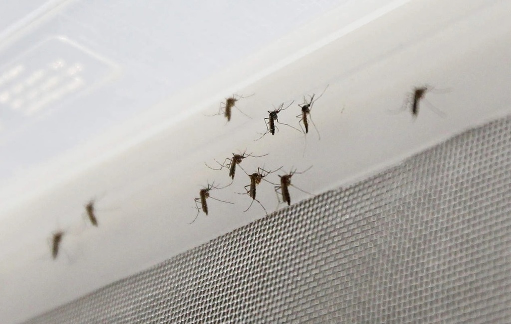Cifra de dengue continúa creciendo en La Laguna de Durango; autoridades suman ya 45 casos en menos de dos meses. (EL SIGLO DE TORREÓN)