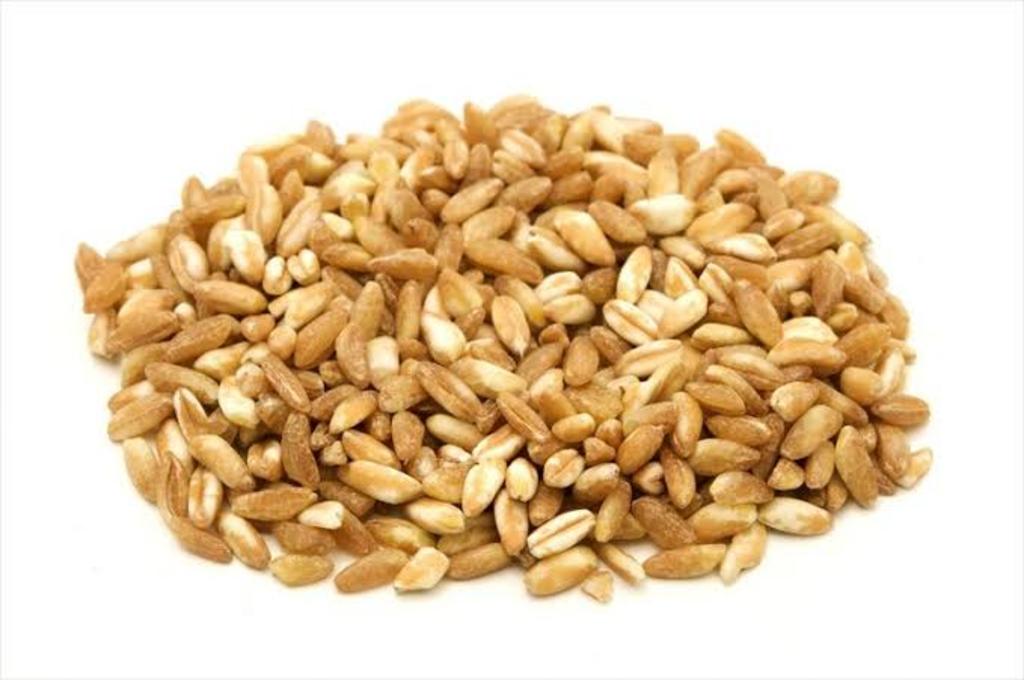 Científicos del Centro de Investigación en Agrigenómica de Barcelona lograron secuenciar el genoma de un grano de farro, un cereal emparentado con la espelta y el trigo que se cultivaba en Egipto hace 3,000 años. (ARCHIVO)