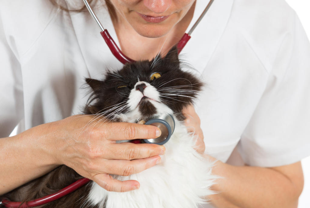 Al igual que otras mascotas, los felinos también requieren de visitas periódicas con el veterinario. (ARCHIVO) 

