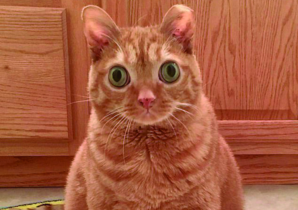El gatito tiene su propia cuenta de Instagram. (CAPTURA)