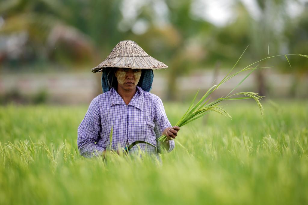 Filipinas ha superado a China en las compras de arroz en el mercado internacional. (ARCHIVO)