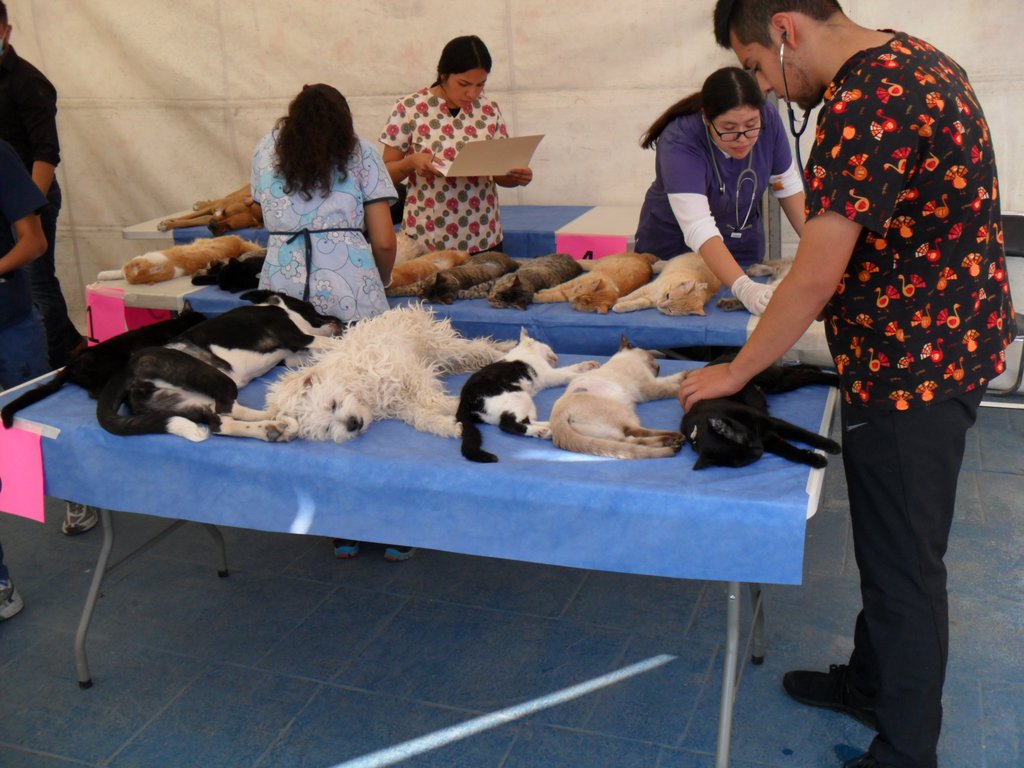El pasado 9 de noviembre se realizó una campaña de esterilización a mascotas en la explanada de la Plaza Mayor en Torreón. (CORTESÍA)