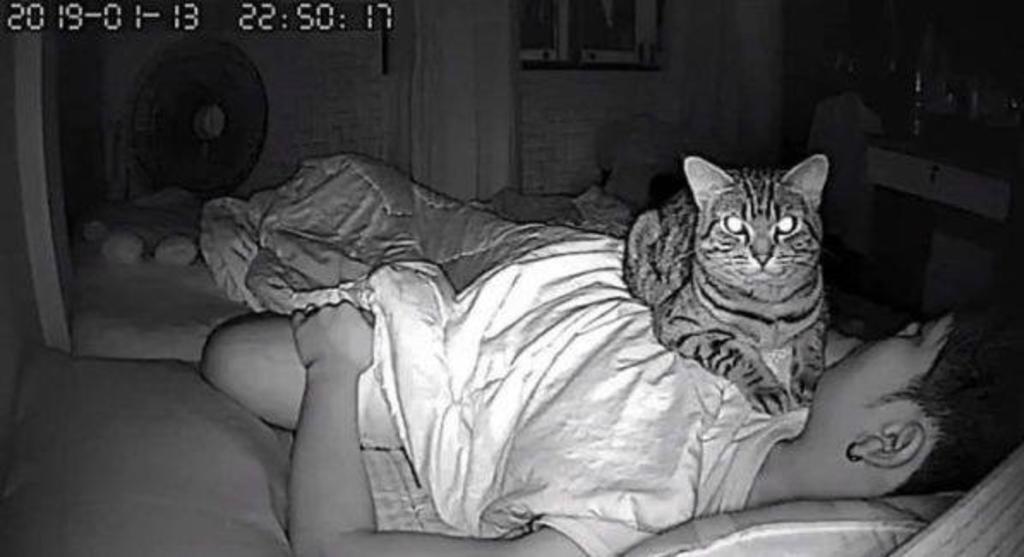 Cámaras instaladas en la habitación del hombre descubrieron al felino encima de éste impidiéndole respirar (INTERNET) 