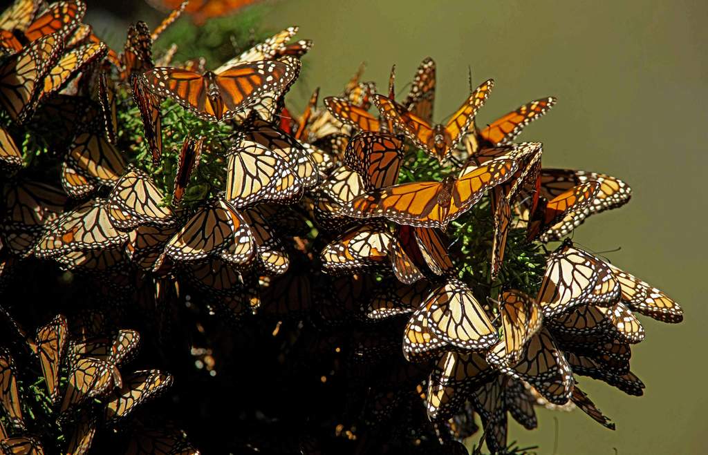 Del mes de noviembre a marzo, la mariposa Monarca llega a los bosques de México conformados por más de 16, 100 hectáreas.  (ARCHIVO) 