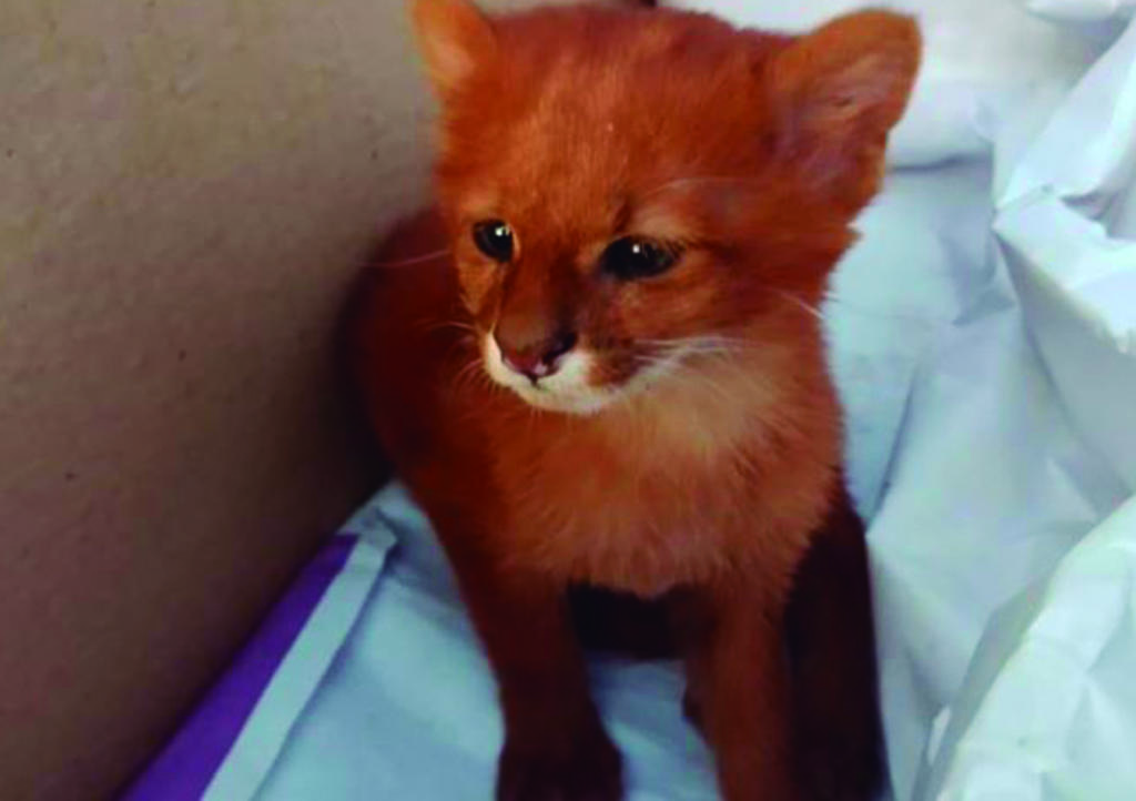 El pequeño fue encontrado en Argentina junto a su hermano. (CAPTURA)