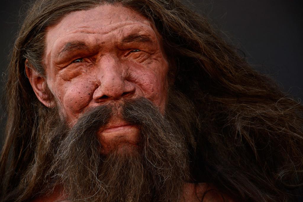 Las poblaciones pequeñas, la endogamia y las fluctuaciones demográficas aleatorias podrían haber sido suficientes para causar la extinción de los neandertales. (ARCHIVO) 