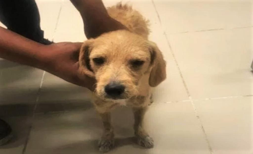 Lucho, el perrito que fue abusado sexualmente en repetidas ocasiones por él, se encuentra bajo el resguardo de otra activista recibiendo atención médica. (EL UNIVERSAL)