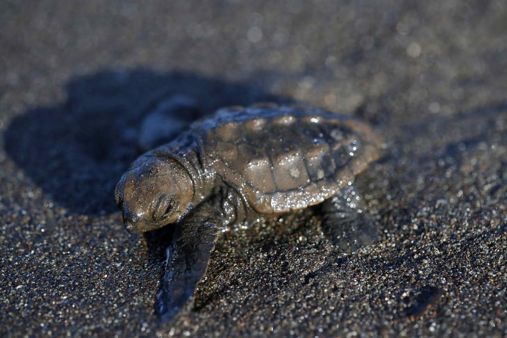 Las muertes son de 123 tortugas verdes, una lora y una caguama. (ARCHIVO)