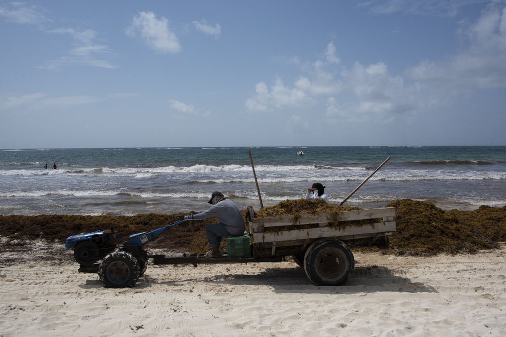 La invasión de sargazo en el Caribe, es parte de los efectos del cambio climático en nuestro país. (ARCHIVO)