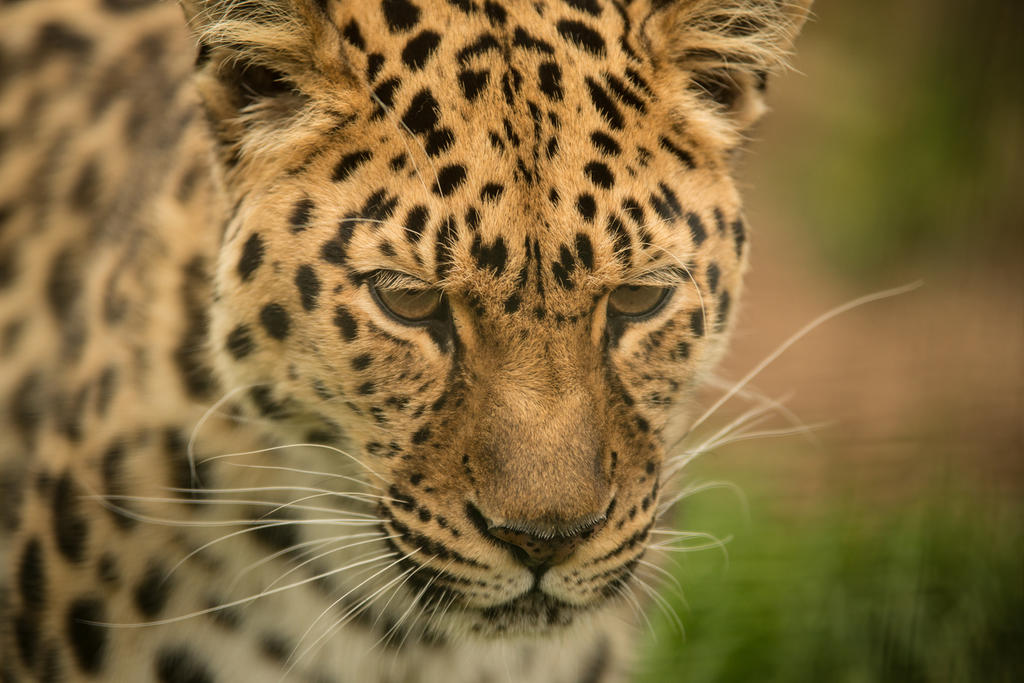 El jaguar sigue siendo una especie amenazada en México. (ARCHIVO) 

