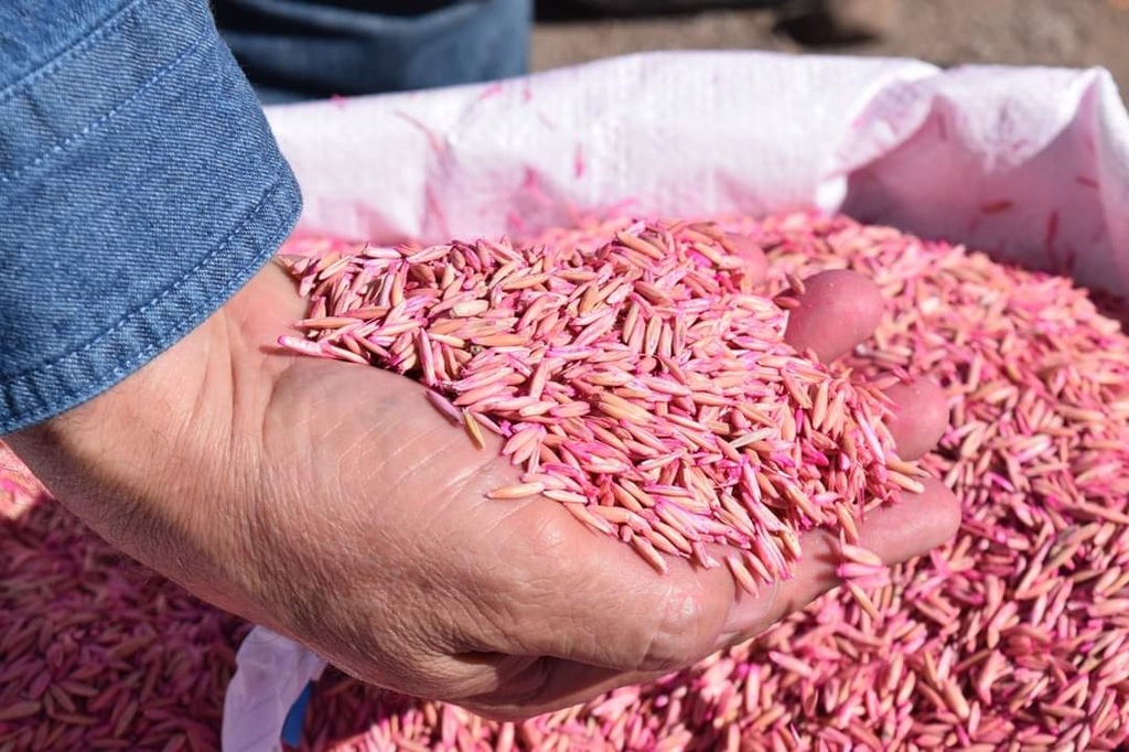 La semilla de avena del programa emergente en apoyo a los productores es para un total de 460 hectáreas. (EL SIGLO DE TORREÓN)