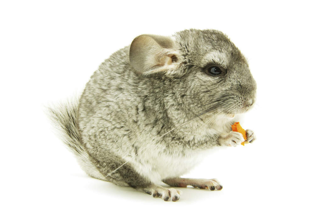 Las chinchillas domésticas son roedores de mayor tamaño que las chinchillas salvajes. Son tranquilos y poco agresivos.  (ARCHIVO) 