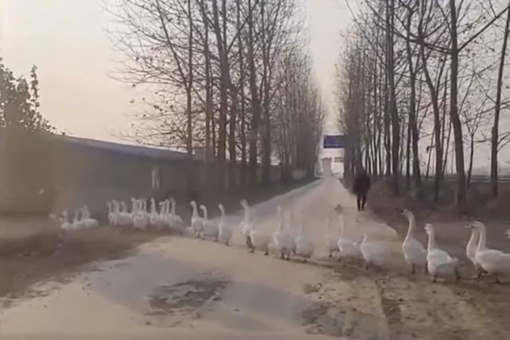 El conductor permaneció bardo por 15 minutos a causa de la enorme familia de patos. 