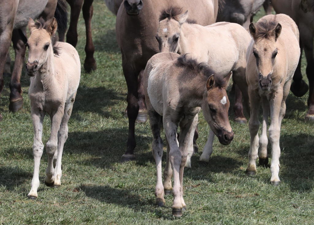 dos comisiones legislativas de Estados Unidos intentan frenar la asignación de fondos a una propuesta del gobierno de Donald Trump para acelerar la captura de 130,000 caballos salvajes. (ARCHIVO) 