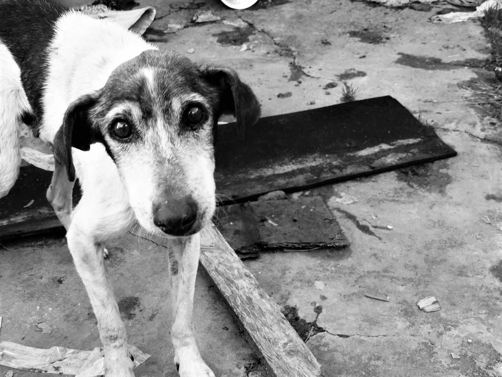 Consideró que pese a las campañas, el abandonar a los perros se ha vuelto una tradición guadalupana, por lo que una vez que se recuperan los animales se trata de buscar a sus familias. (ESPECIAL)