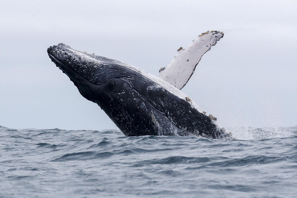El tamaño de las ballenas viene determinado por el equilibrio entre su mecanismo de alimentación y el tipo de alimento que ingieren. (ARCHIVO) 