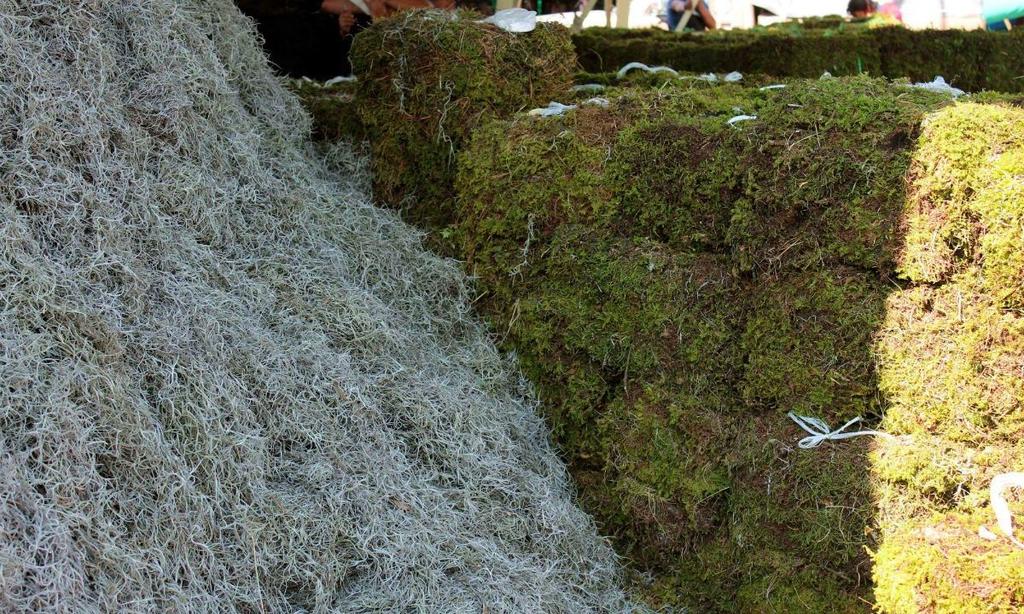 Estos recursos forestales no maderables son muy importantes para la salud de los bosques porque ayudan a disminuir la contaminación ambiental, la erosión del suelo, así como contribuyen a incrementar la humedad. (ESPECIAL)