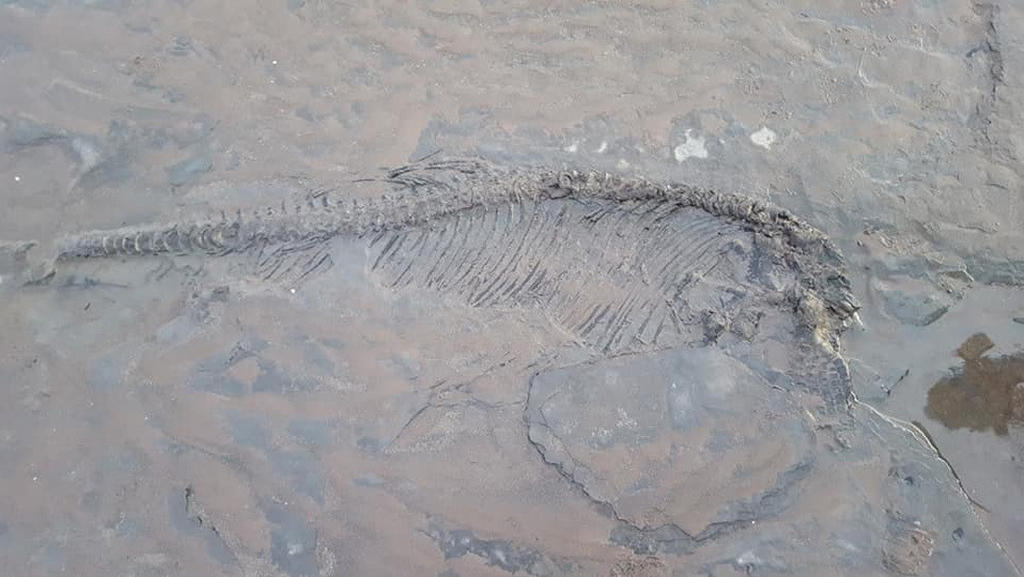 Un fósil de al menos 65 millones de años. (INTERNET)