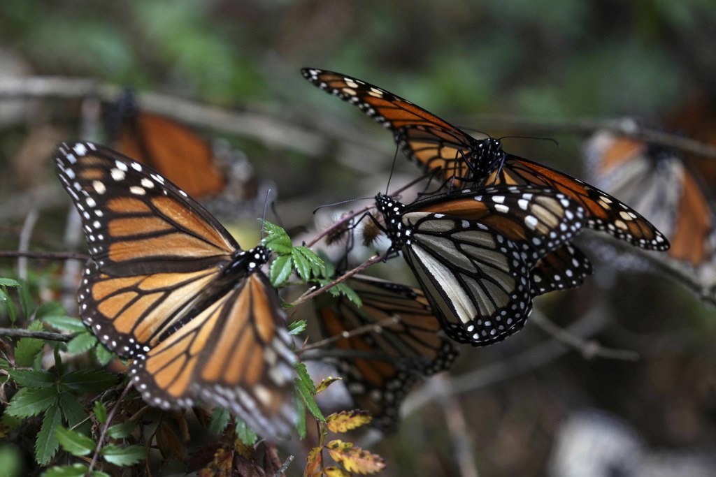 Las especies afectadas forman parte de los bosques templados en la Reserva de la Biosfera Mariposa Monarca. (ARCHIVO)