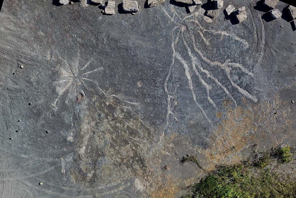 Restos del bosque fósil más antiguo del mundo, unos 386 millones de años, fueron descubiertos en Nueva York. (ESPECIAL) 