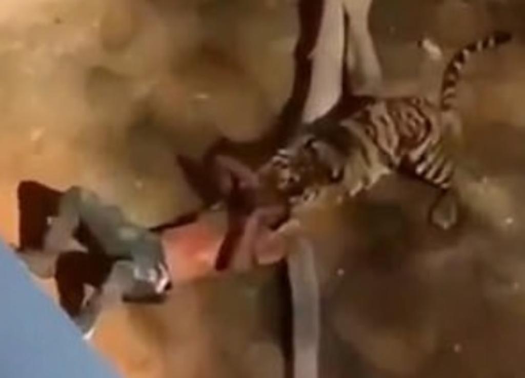 Hombre es atacado por una tigresa tras caer a su recinto en un zoológico