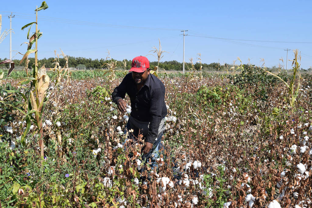 Los gobiernos de México y EUA trabajan de la mano para combatir la plaga del picudo en el algodón en la zona fronteriza. (EL SIGLO DE TORREÓN)