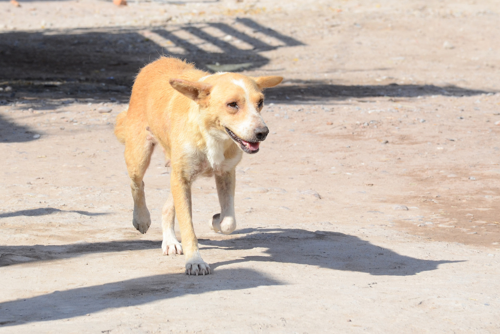 El oído de muchos animales es más sensible que el humano, por lo que las explosiones de fuegos artificiales son dañinas para ellos. (EL SIGLO DE TORREÓN)