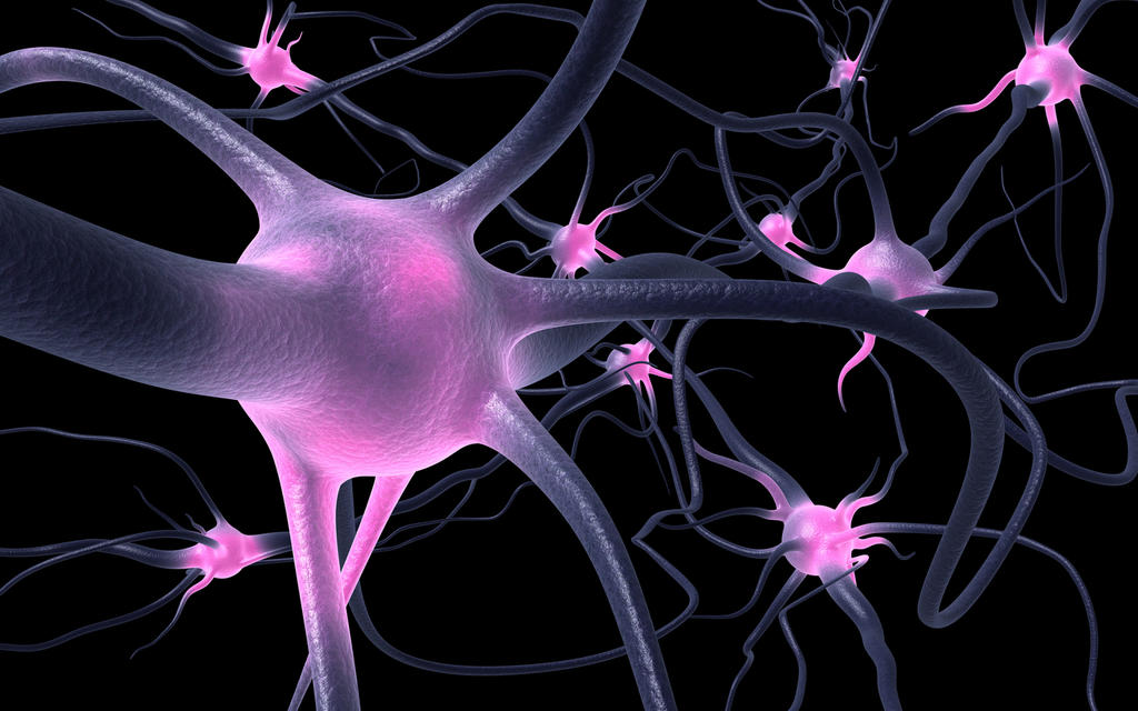 Un grupo de investigadores de la Universidad de Berna, en Suiza, identificaron a las neuronas responsables de la fase de sueño REM. (ARCHIVO) 