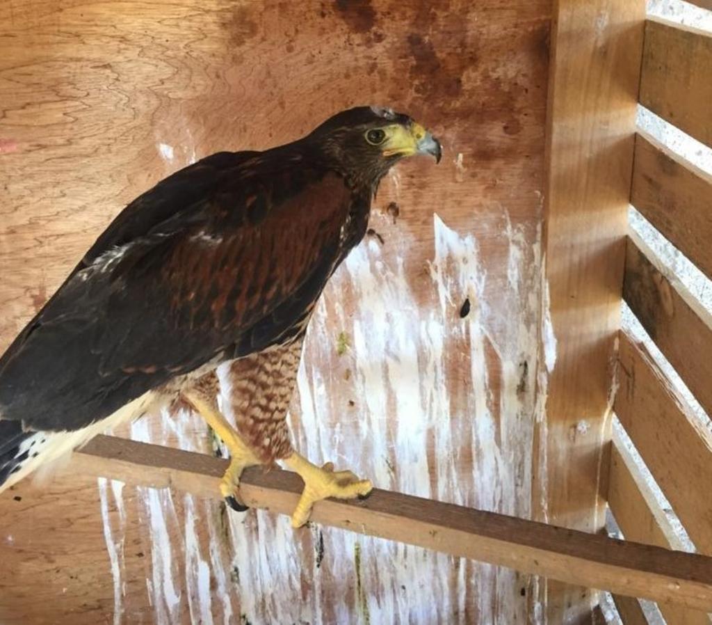 La Dirección de Ecología y Medio Ambiente de Gómez Palacio rescató y brindó atención a un águila de cola roja, un ejemplar en peligro de extinción que fue encontrada el pasado jueves en el ejido El Fénix. (ANGÉLICA SANDOVAL)