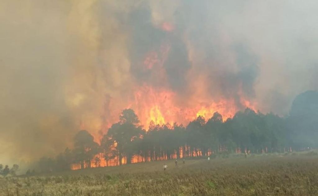 En 2019, Veracruz se ubicó en la posición onceava en el nivel nacional en cuanto al número de incendios forestales. (AGENCIAS)