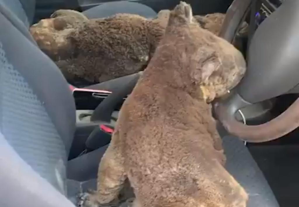 Los jóvenes intentaron rescatar a la mayor cantidad posible de koalas con su vehículo (INTERNET)  