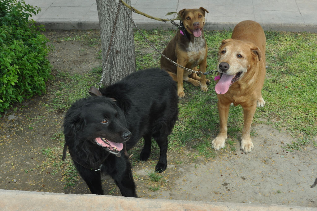 Se pretende fomentar la tenencia responsable de mascotas y manejar la sobrepoblación canina en el municipio de Lerdo. (ARCHIVO)