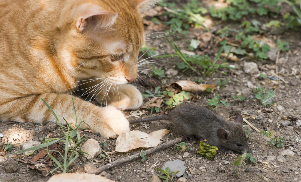 Los gatos tienen un parásito que transmiten a los ratones a través de las heces y por el que los roedores reducen el miedo a sus depredadores felinos. (ARCHIVO) 