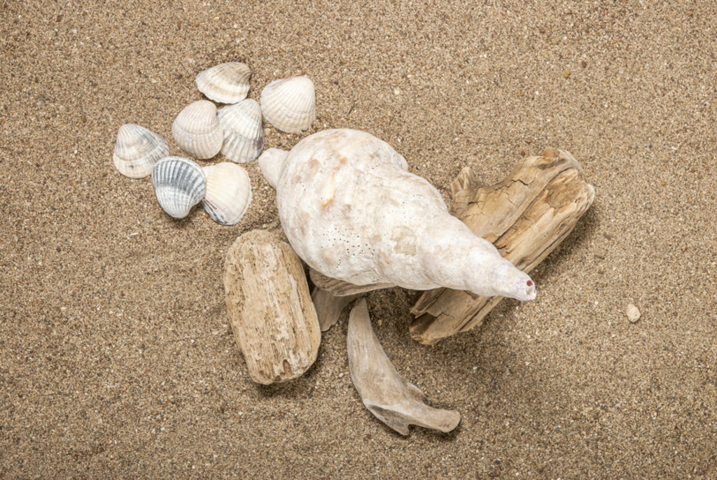 Algunos neandertales pudieron haber pasado mucho tiempo en la playa e, incluso, haber buceado en las aguas del Mar Mediterráneo en busca de conchas de almeja para hacer herramientas. (ARCHIVO) 