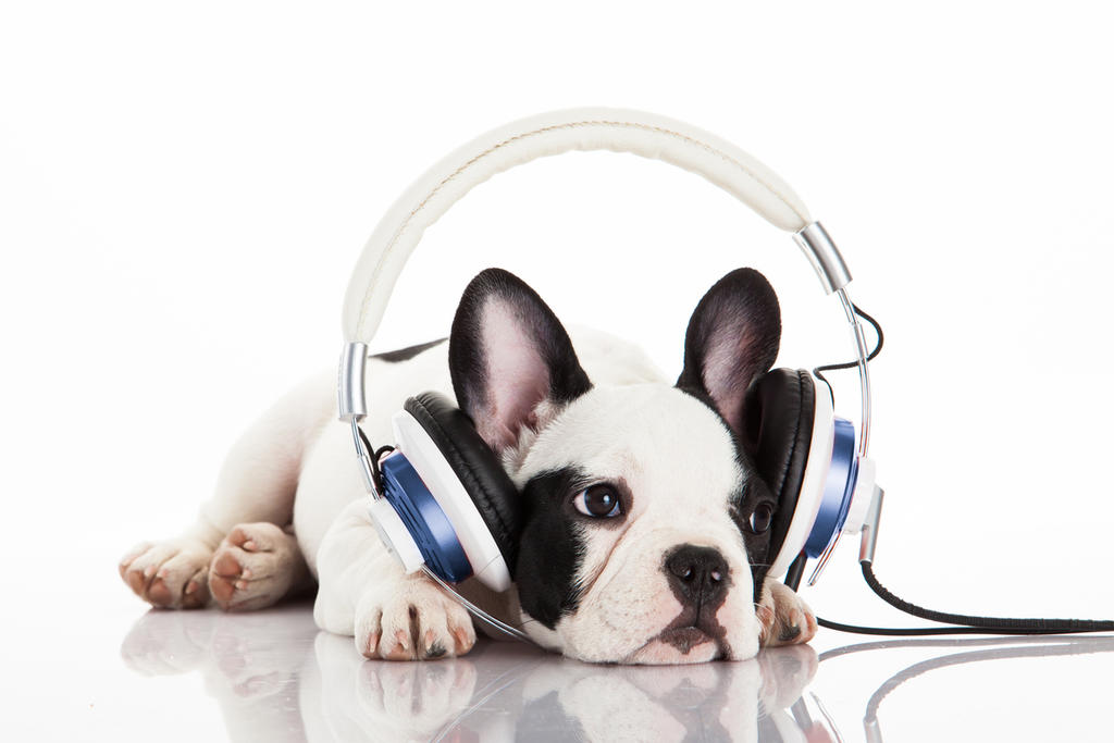El 55% de los usuarios de Spotify se encuentra convencido que su mascota disfruta de los mismos géneros musicales que ellos lo hacen.
