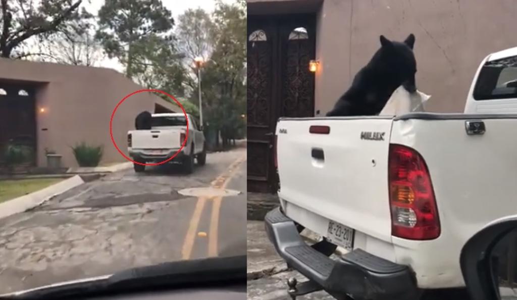 El oso fue captado en la parte trasera de la camioneta por la conductora de otro vehículo (INTERNET) 