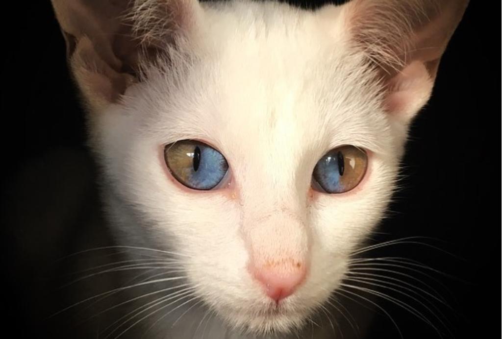 La gatita padece heterocromía, condición que vuelve su iris de diferentes colores (INTERNET)  