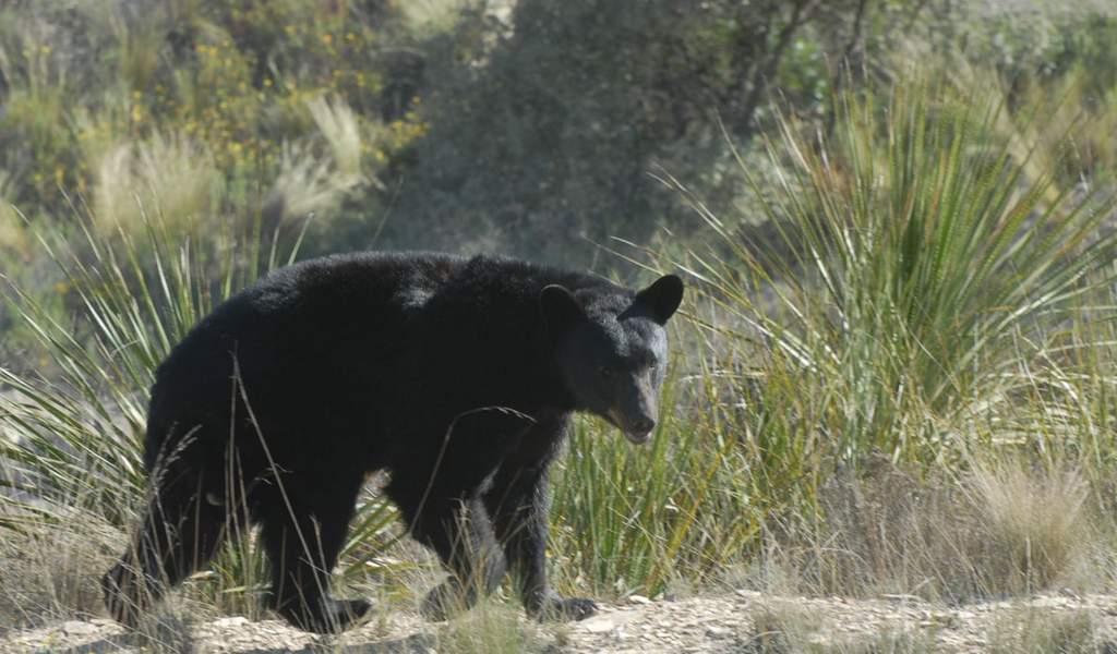 El oso negro, considerado una especie en peligro de extinción, tiene su mayor concentración en la Serranía del Burro del municipio de Múzquiz. (ARCHIVO) 
