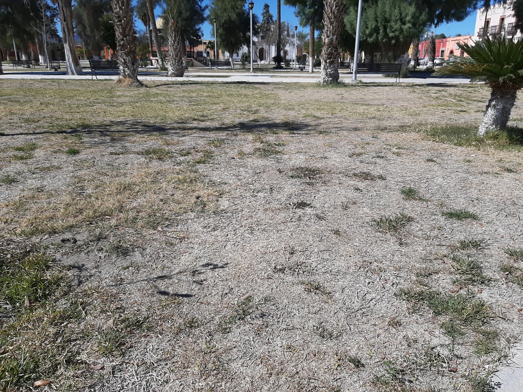En la plaza principal de Viesca, el pasto luce amarillo y varios árboles ya se secaron, por lo que urge atención. (EL SIGLO DE TORREÓN / Diana González)