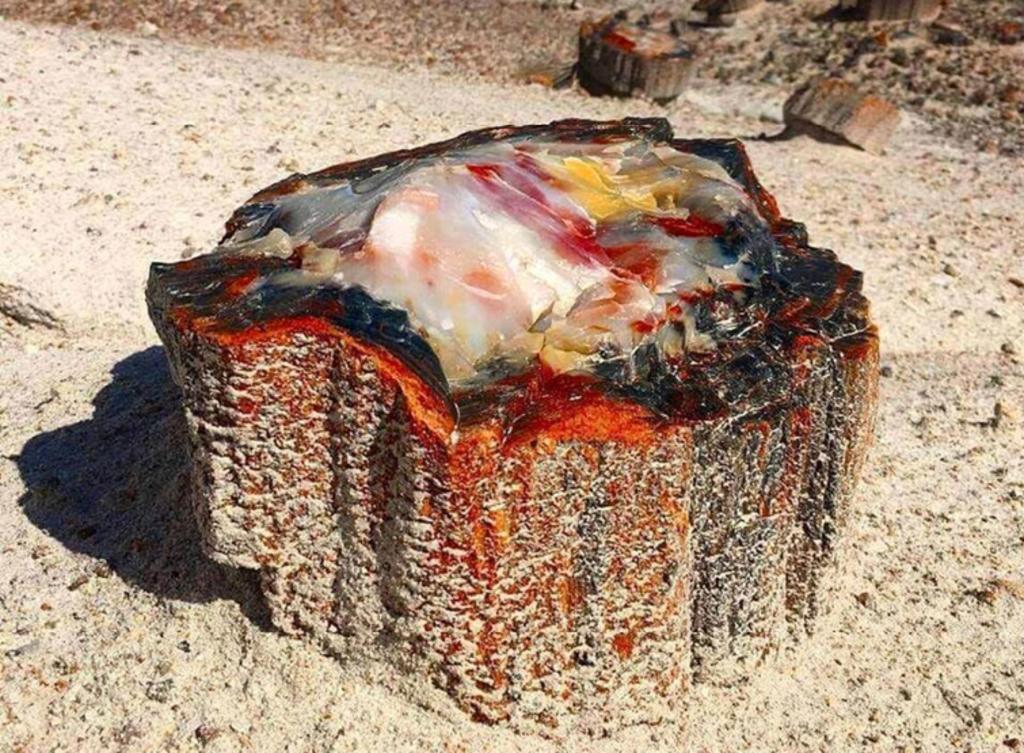 La madera porosa absorbió sílice de la ceniza volcánica y gradualmente comenzó a cristalizarse en cuarzo, explican. (INTERNET)