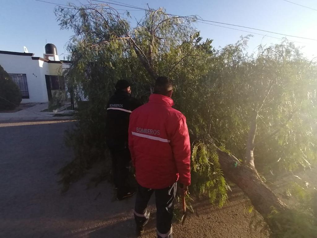 Se atendió el reporte de la caída de un árbol de grandes dimensiones en el cruce de las calles Santa Bárbara y Santa Martha de la colonia Villas del Refugio Quinta Etapa. (EL SIGLO DE TORREÓN)
