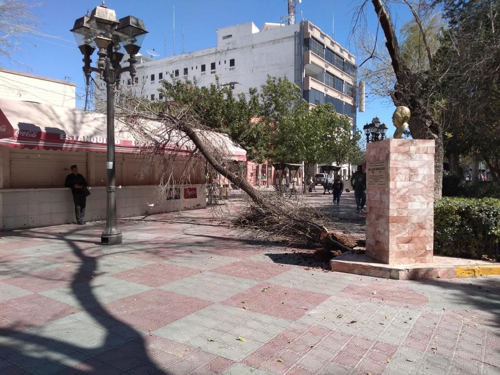 Ráfagas de viento de hasta 60 kilómetros por hora provocaron la caída de árboles y el incendio de una casa habitación, así como afectaciones en las líneas de conducción de energía eléctrica en Lerdo. (EL SIGLO DE TORREÓN)