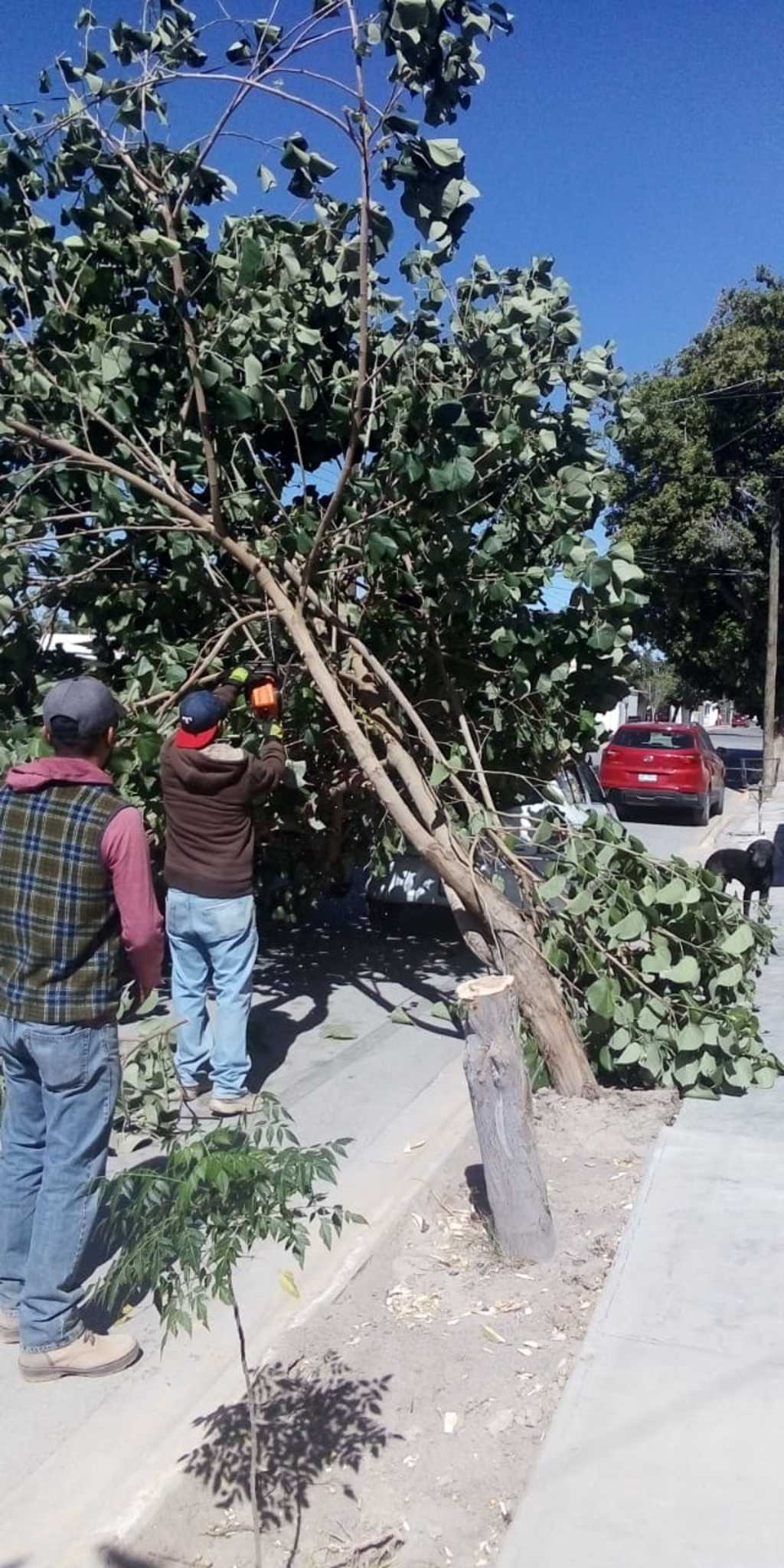 Las ráfagas de viento de hasta 60 kilómetros por hora provocaron la caída de árboles en Lerdo.