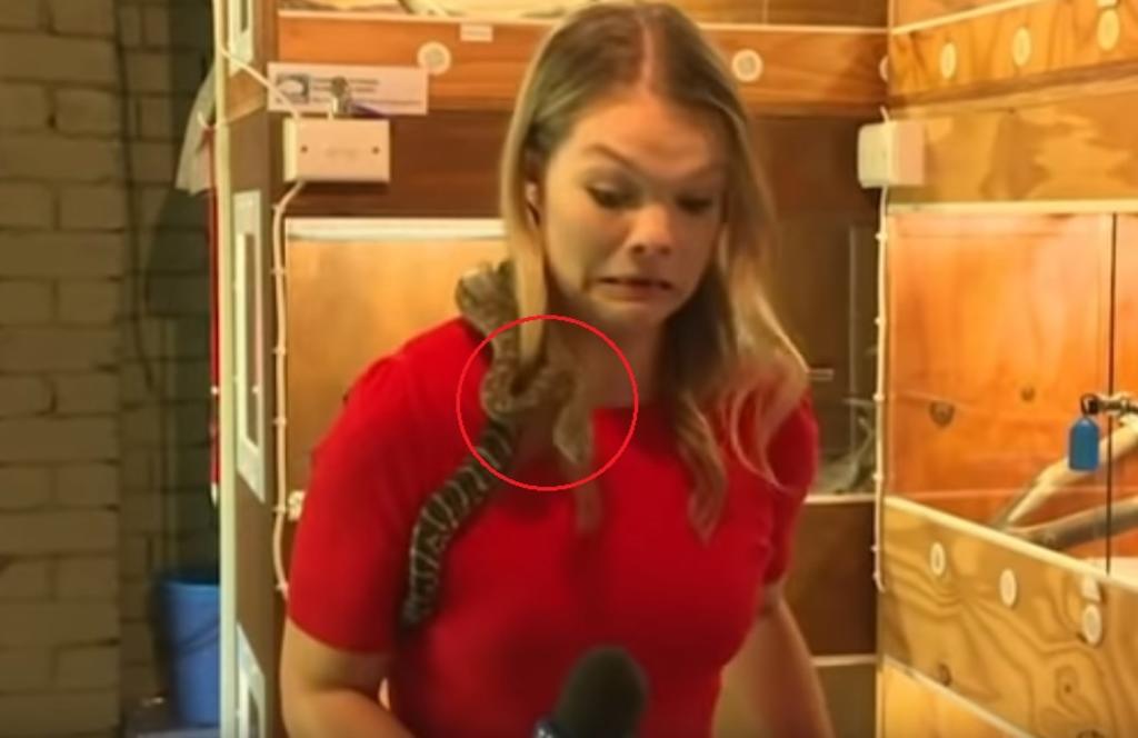 La mujer no pudo evitar gritar al notar que la serpiente intentaba atacar al micrófono (CAPTURA)  