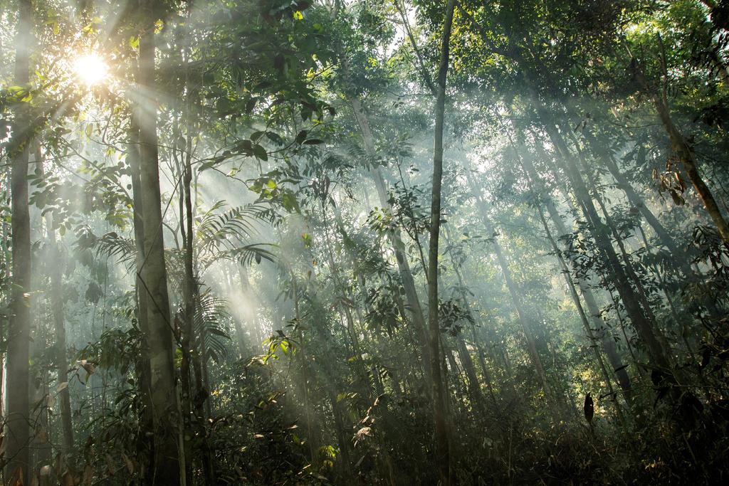 Los árboles de la Amazonía son auténticas 'cápsulas del tiempo' que encierran explicaciones sobre el comportamiento de los pueblos indígenas y los colonizadores. (ARCHIVO) 