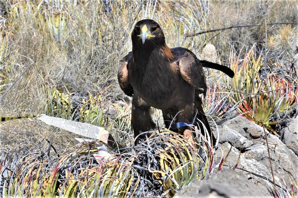 En el Rancho la Virgen, próximamente santuario natural, liberaron 10 especies de aves de caza: cuatro halcones de Harris, tres aguilillas de cola roja, un halcón caracara, una lechuza de campanario y el espécimen principal, un águila real. (EL SIGLO COAHUILA)
